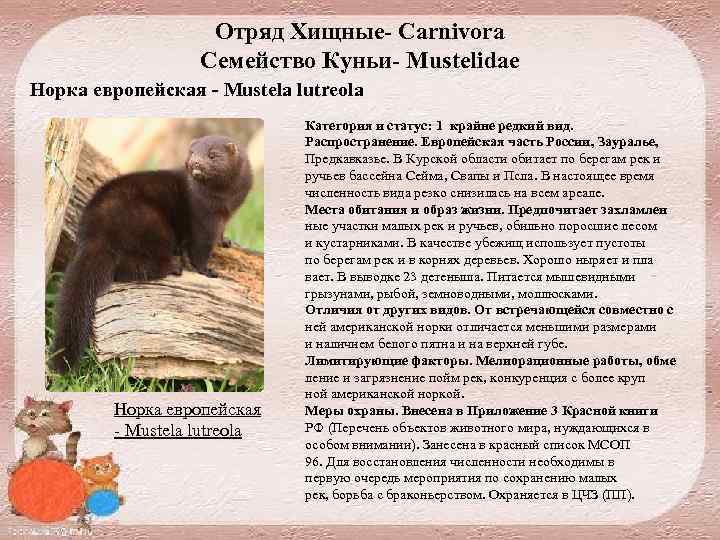 Отряд Хищные- Carnivora Семейство Куньи- Mustelidae Норка европейская - Mustela lutreola Норка европейская Mustela