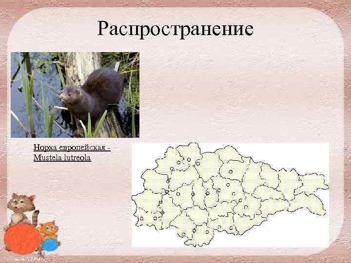 Распространение Норка европейская Mustela lutreola 