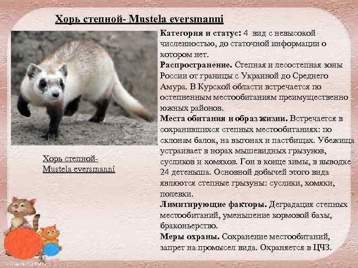 Хорь степной- Mustela eversmanni Хорь степной Mustela eversmanni Категория и статус: 4 вид с