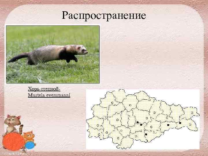 Распространение Хорь степной Mustela eversmanni 