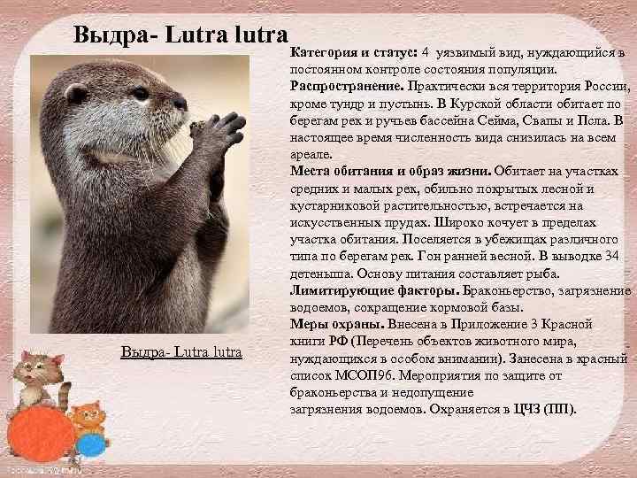 Выдра- Lutra lutra Выдра Lutra lutra Категория и статус: 4 уязвимый вид, нуждающийся в