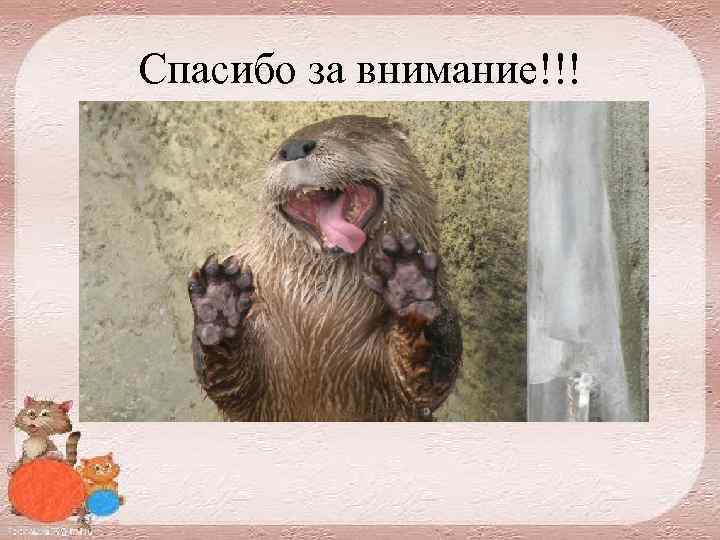 Спасибо за внимание!!! 