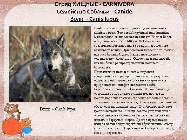 Отряд ХИЩНЫЕ - CARNIVORA Семейство Собачьи - Canide Волк - Canis lupus Волк Canis