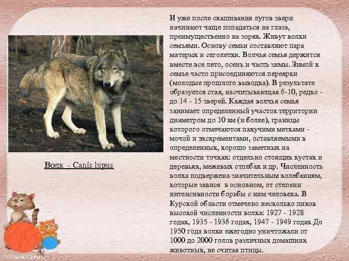 Волк Canis lupus И уже после скашивания лугов звери начинают чаще попадаться на глаза,