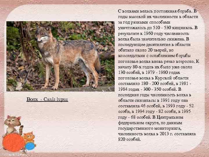 Волк Canis lupus С волками велась постоянная борьба. В годы высокой их численности в