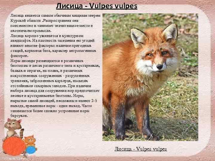 Лисица - Vulpes vulpes Лисица является самым обычным хищным зверем Курской области. Распространена она