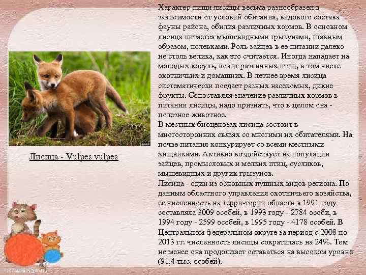 Лисица Vulpes vulpes Характер пищи лисицы весьма разнообразен в зависимости от условий обитания, видового