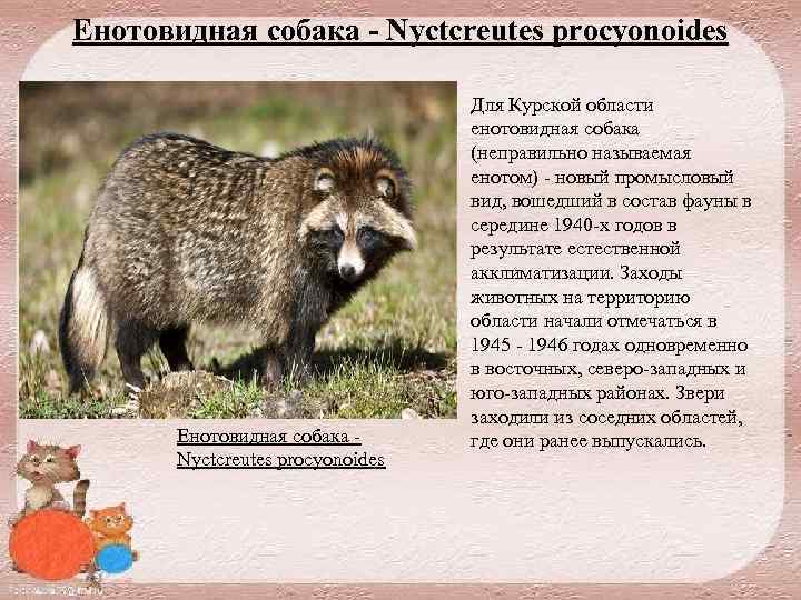 Енотовидная собака - Nyctcreutes procyonoides Енотовидная собака Nyctcreutes procyonoides Для Курской области енотовидная собака