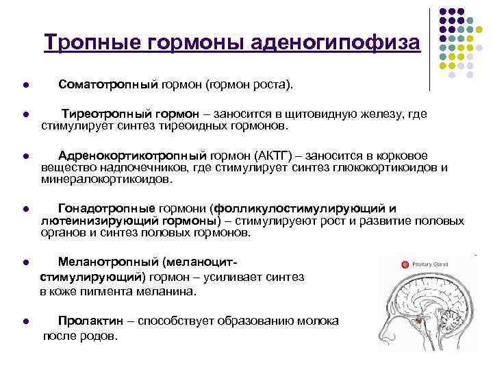 Тропные гормоны аденогипофиза l Соматотропный гормон (гормон роста). l Тиреотропный гормон – заносится в