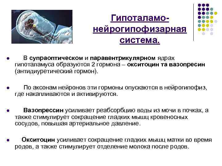 Гипоталамонейрогипофизарная система. l В супраоптическом и паравентрикулярном ядрах гипоталамуса образуются 2 гормона – окситоцин