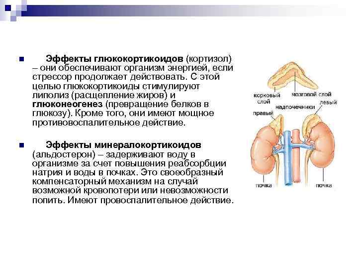n Эффекты глюкокортикоидов (кортизол) – они обеспечивают организм энергией, если стрессор продолжает действовать. С