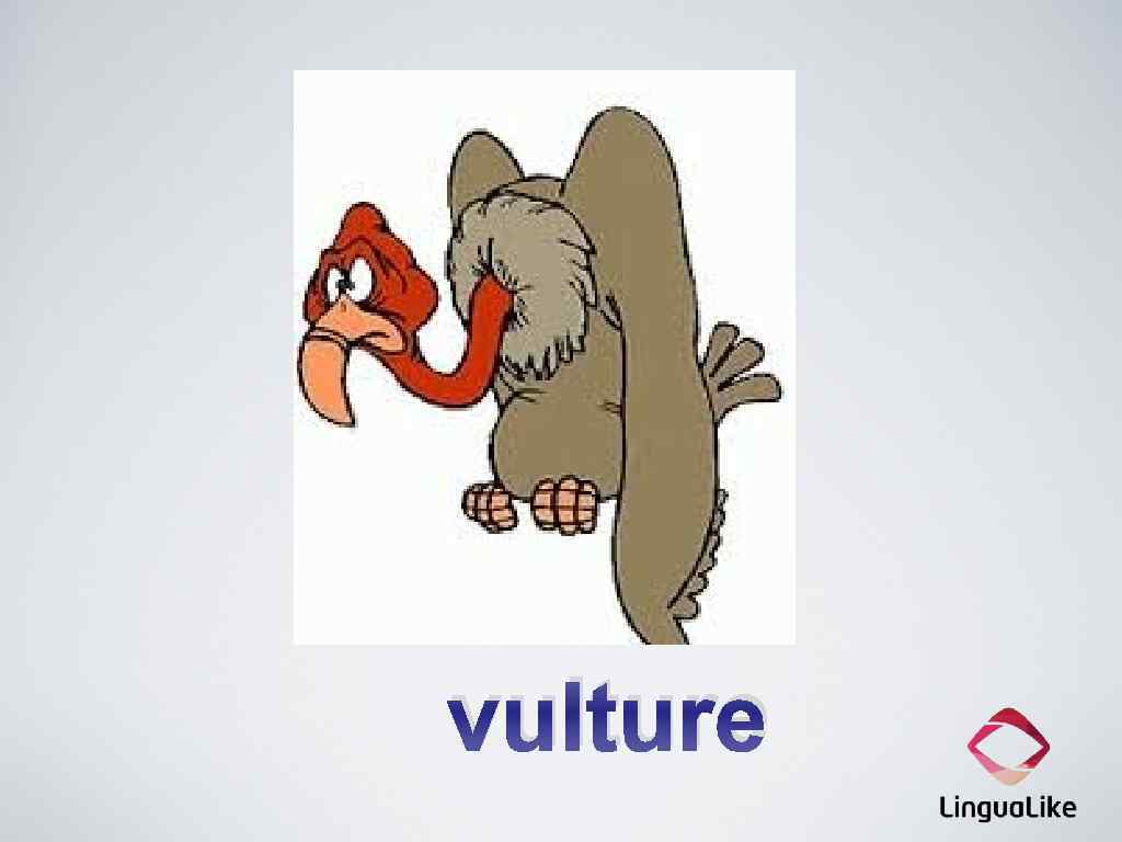 vulture 