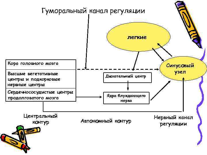 Гуморальный канал регуляции легкие Кора головного мозга Высшие вегетативные центры и подкорковые нервные центры