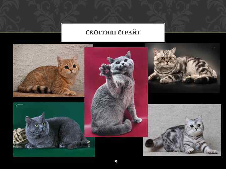 СКОТТИШ СТРАЙТ 9 