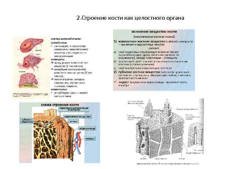 Строение кости как органа. Органы строение кости. Кость как орган (строение, развитие, химический состав, виды).. Состав кости как органа. Строение костей как органа.