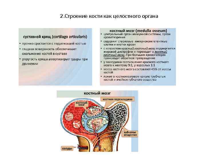 2. Строение кости как целостного органа 