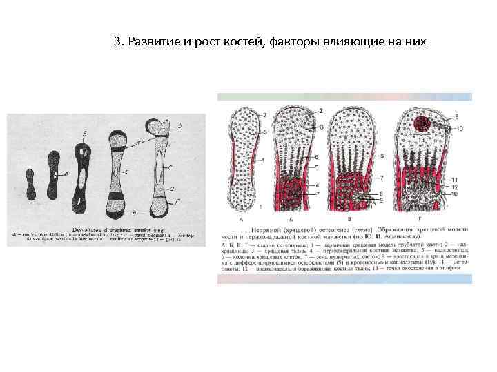 Развитие костей. Развитие и рост кости. Факторы влияющие на развитие костей. Факторы влияющие на рост костей. Процесс роста костей.