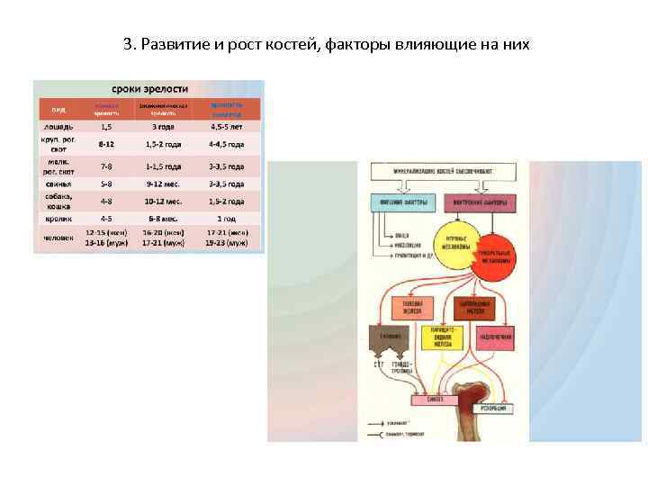 3. Развитие и рост костей, факторы влияющие на них 