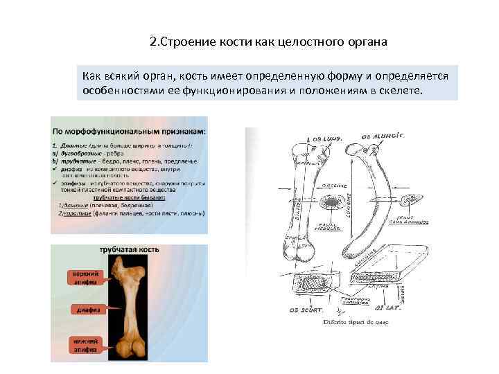 2. Строение кости как целостного органа Как всякий орган, кость имеет определенную форму и