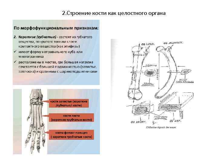 2. Строение кости как целостного органа 