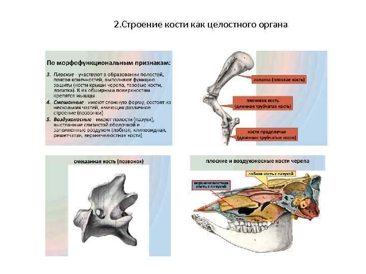 2. Строение кости как целостного органа 