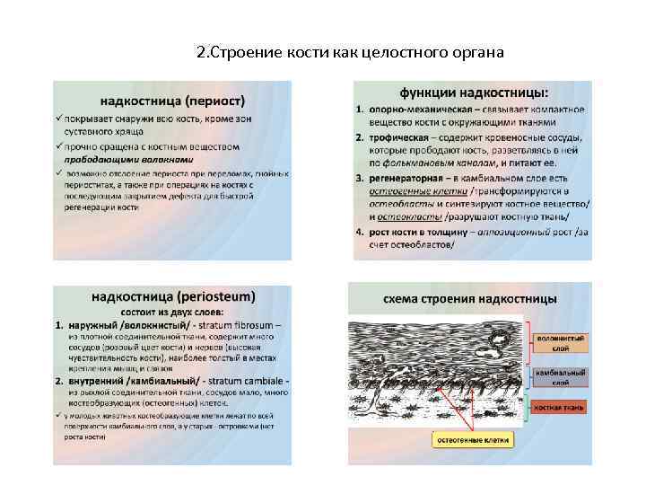 2. Строение кости как целостного органа 