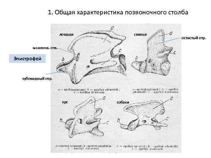 Позвоночник собаки схема позвонков с обозначение