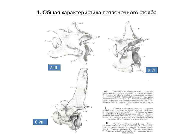 1. Общая характеристика позвоночного столба A III B VI A- B- C VII C-