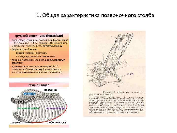 1. Общая характеристика позвоночного столба 