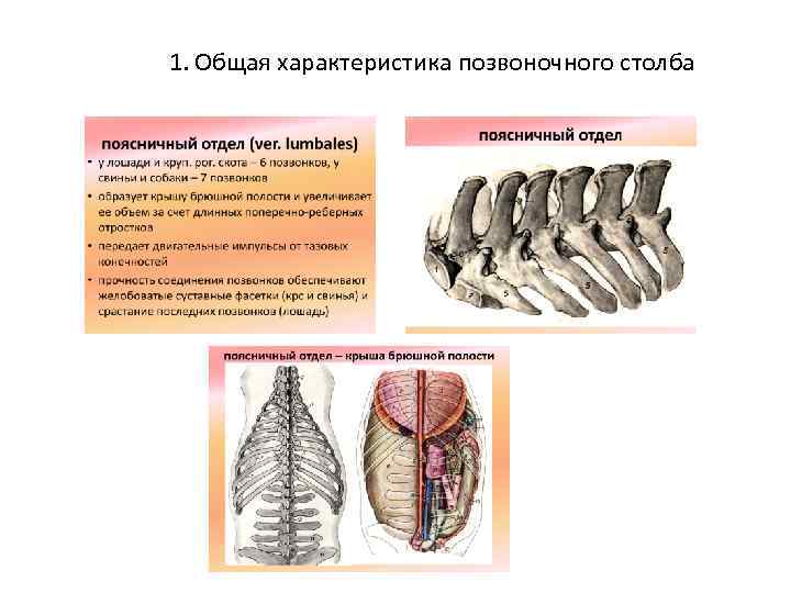 1. Общая характеристика позвоночного столба 