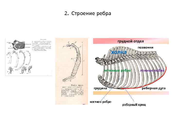 2. Строение ребра костное ребро реберный хрящ 