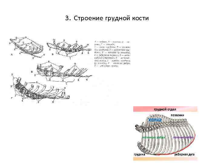 3. Строение грудной кости 