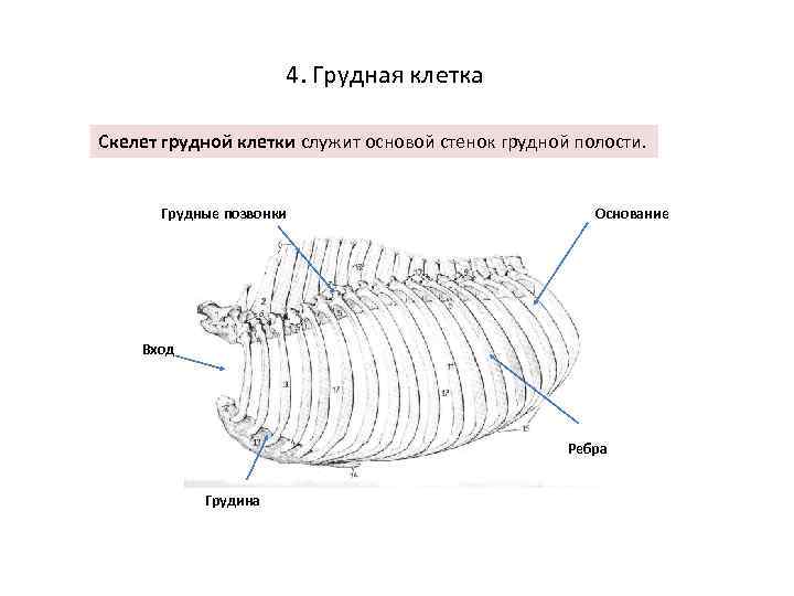 4. Грудная клетка Скелет грудной клетки служит основой стенок грудной полости. Грудные позвонки Основание