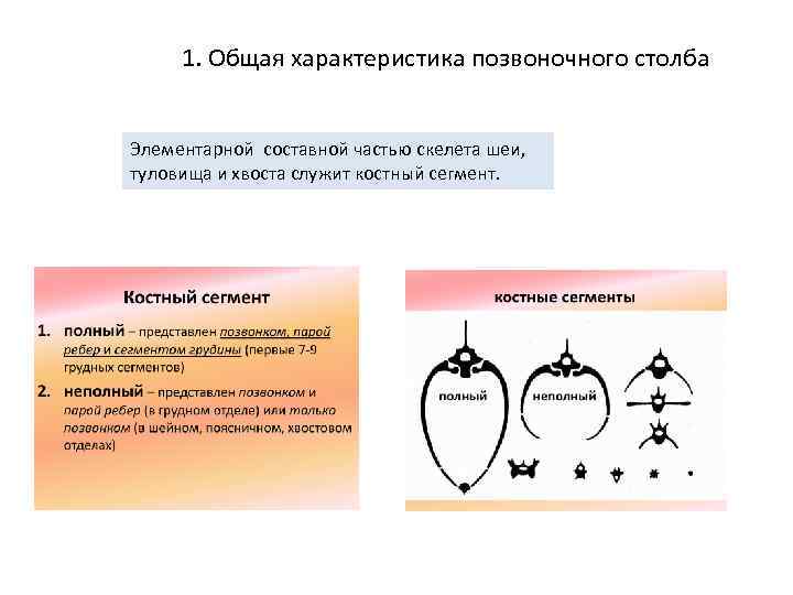 Характер кости