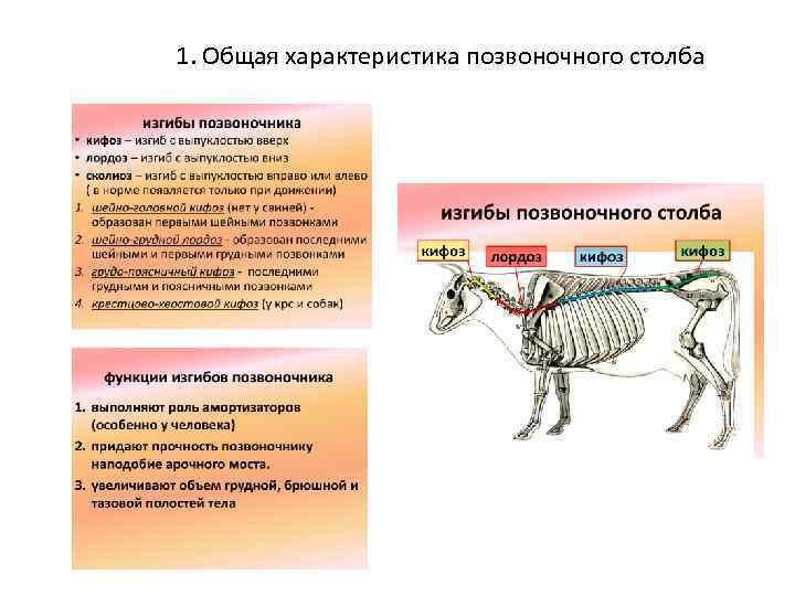 Человек позвоночное животное. Изгибы позвоночника животных. Изгибы позвоночника у млекопитающих. У животных четыре изгиба позвоночника. Изгибы позвоночника у млекопитающих животных.