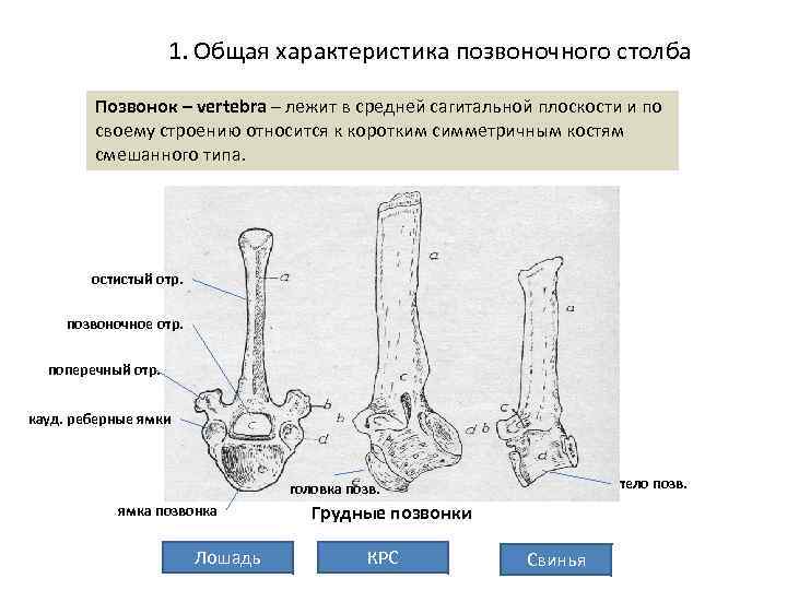1. Общая характеристика позвоночного столба Позвонок – vertebra – лежит в средней сагитальной плоскости