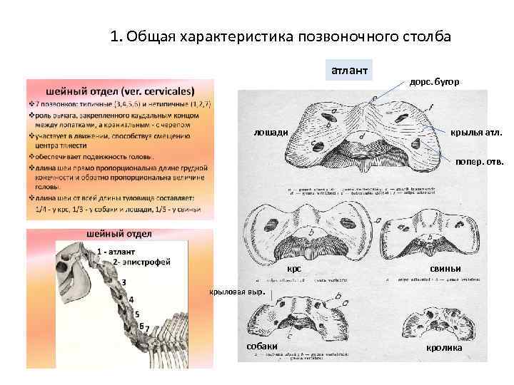 Характер кости. Позвоночника животных характеристика. Перечислите отделы позвоночного столба у животных. Сравнительная характеристика позвоночного столба животных. Строение млекопитающих характеристика позвоночного столба.