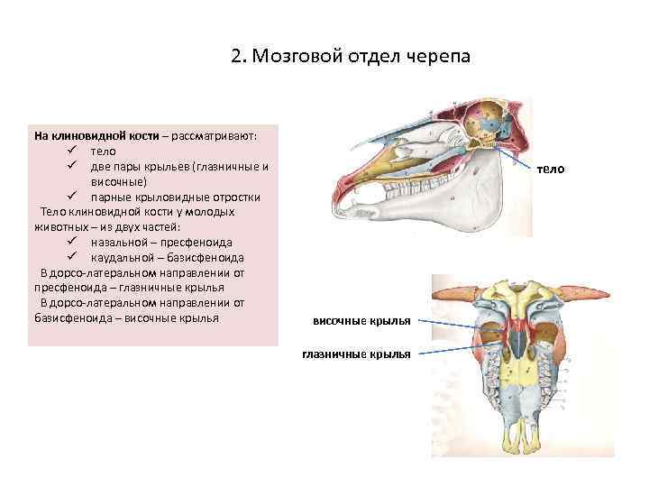 Мозговой отдел парные. Крыловидная кость черепа коровы. Кости мозгового отдела черепа животных. Крыловидная кость животных строение. Кости мозгового отдела скелета головы животных.