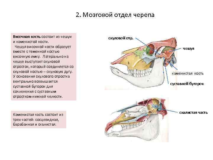 Мозговые кости фото