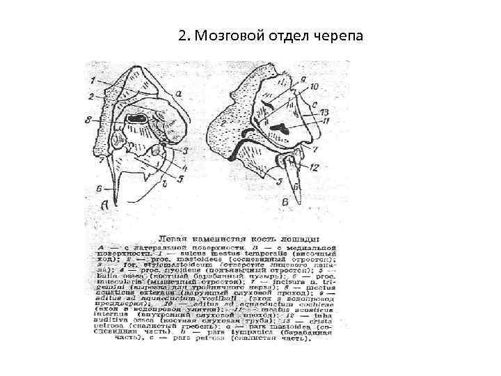 2. Мозговой отдел черепа 