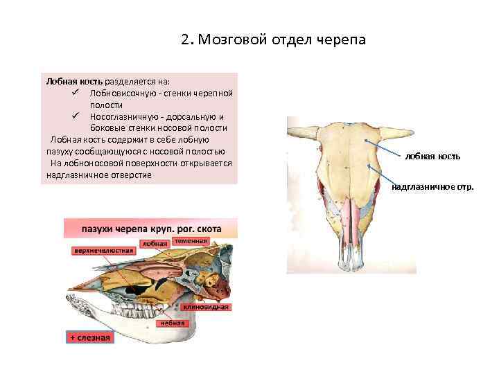 2. Мозговой отдел черепа Лобная кость разделяется на: ü Лобновисочную - стенки черепной полости