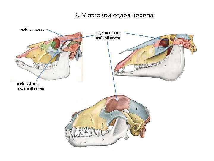 Граница мозгового отдела черепа