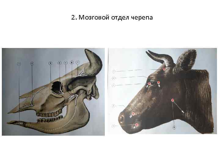 2. Мозговой отдел черепа 