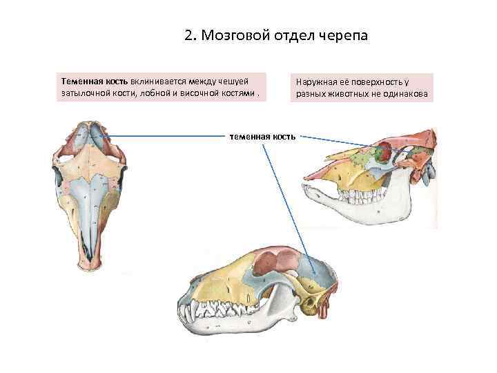 Кости мозгового отдела черепа