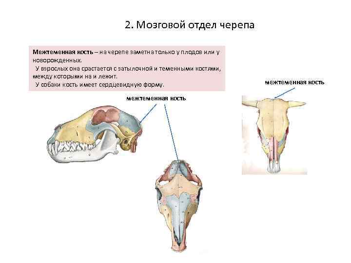 Отделы черепа собаки