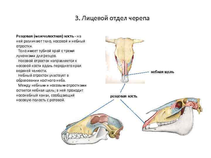 Функции черепа у птиц