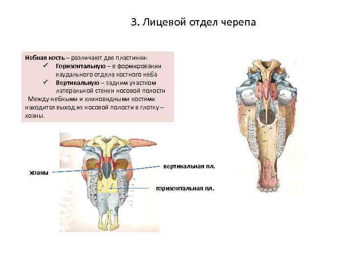 3. Лицевой отдел черепа Небная кость – различают две пластинки: ü Горизонтальную – в