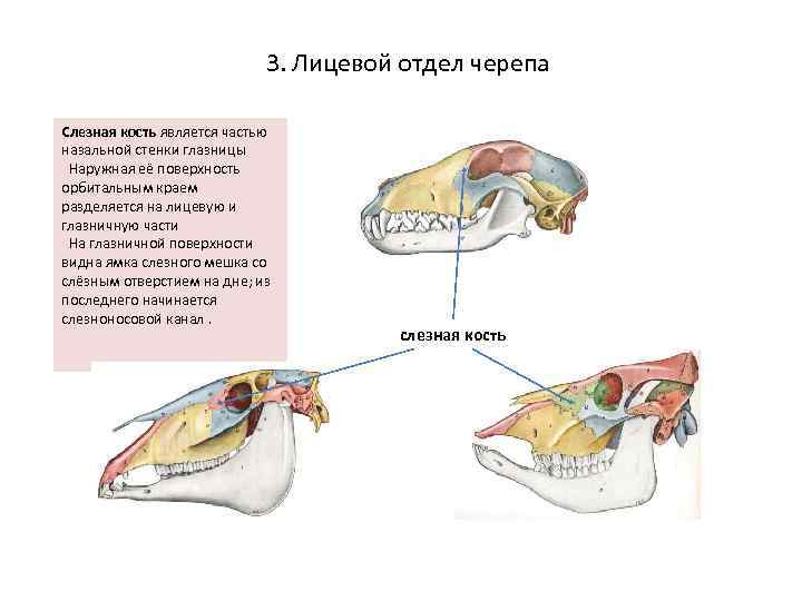 Соединение костей черепа млекопитающих. Кости мозгового отдела черепа коровы. Лицевой отдел черепа слезная кость. Кости лицевого отдела черепа животных.