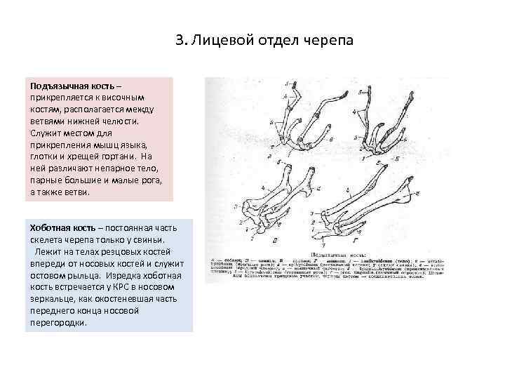 3. Лицевой отдел черепа Подъязычная кость – прикрепляется к височным костям, располагается между ветвями