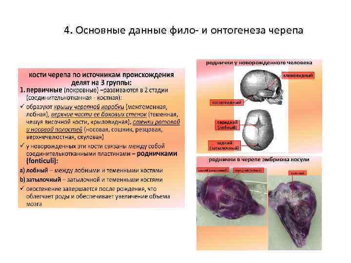 Развитие черепа в онтогенезе